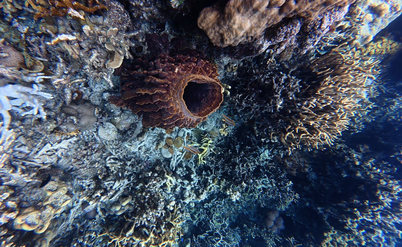1300 x 800 Corals