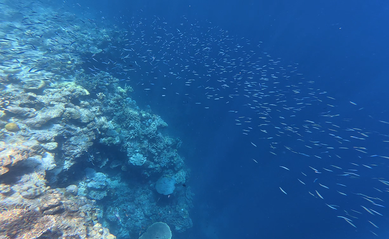 1300 x 800 - Fish & Corals