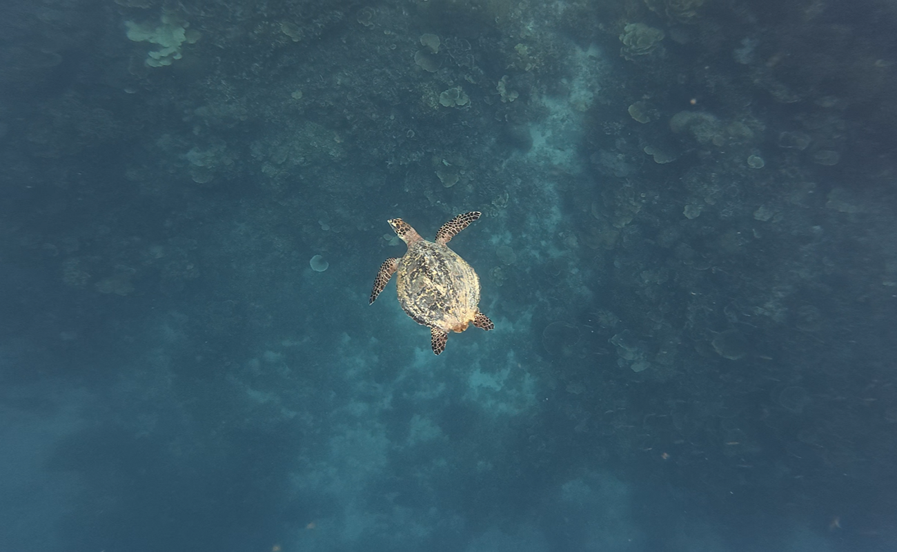 1300 x 800 Turtle