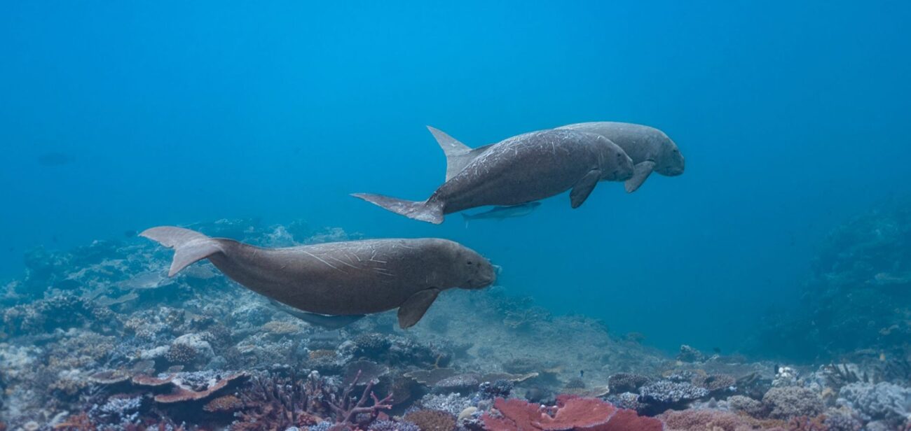 Dugongs (1)