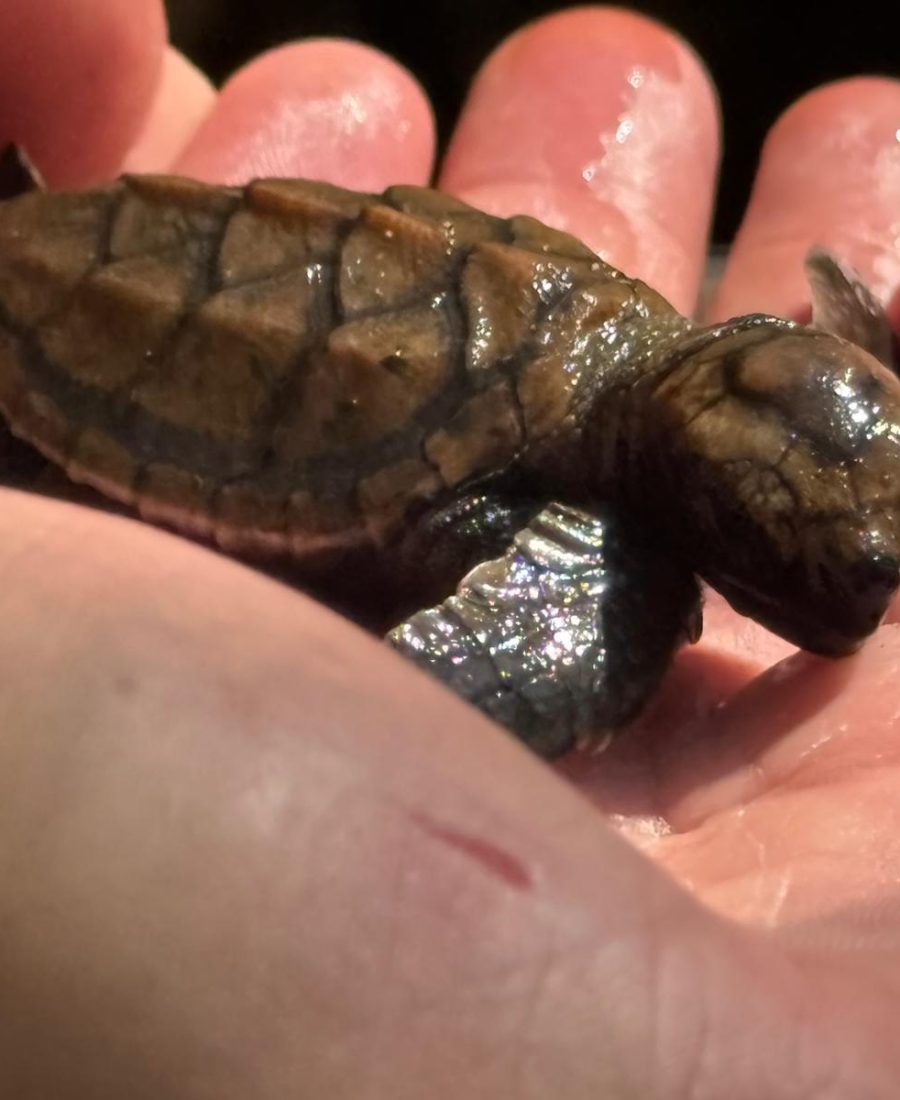 WhatsApp Image 2025-04-26 at 06.28.35_ebd61cdc