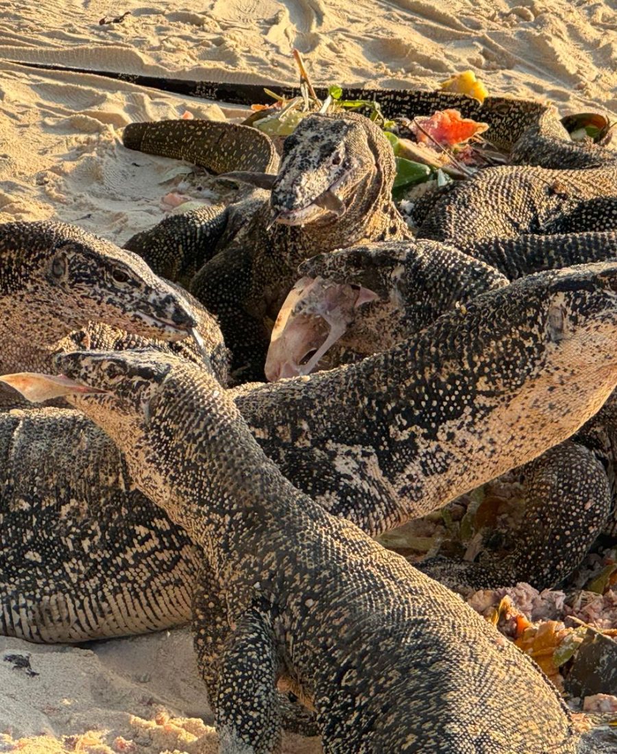 WhatsApp Image 2025-04-29 at 02.36.19_9f1ef86e